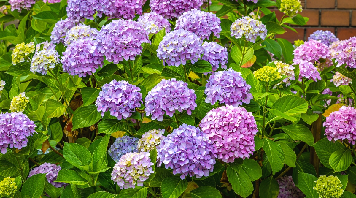 How to Revive a Dying Hydrangea Plant