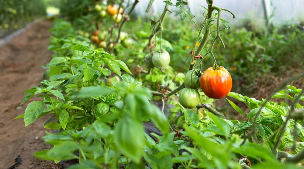 Organic tomatoes and basil grow on an organic farm. Tomato bushes are tied to the greenhouse ceiling for vertical growth, with basil plants growing in a row underneath. The tomato plant has spreading stems covered with green, oval leaves with slightly serrated edges. The fruits are firm, rounded, green and red. Basil is a herbaceous plant with large oval glossy green leaves with pointed tips.