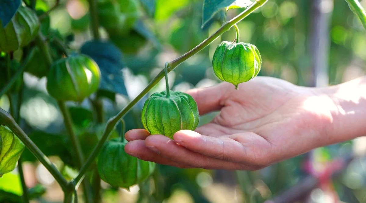 Close-up of a man’s hand touching a tomatillo fruit hanging from the stem of a bush. The tomatillo fruit is smaller than a full-sized slicer, and has a bright green husk that surrounds the green fruit.