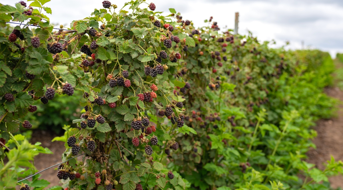 Close-up of growing bushes of Semi-Erect Blackberries in rows in the garden. Semi-erect blackberry plants are a hybrid of Trailing and erect varieties. The leaves are dark green, consist of 3-5 leaflets with serrated edges. The fruits are medium in size, dark purple in color, have a firm texture and a sweet taste.