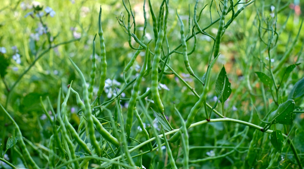 Close-up of a growing Singara Rat&rsquo;s Tail radish in the garden. The Singara Rat&rsquo;s Tail radish is a unique variety of radish that develops long, thin, curly pods instead of roots. These pods are about 5-8 inches long, green in color.