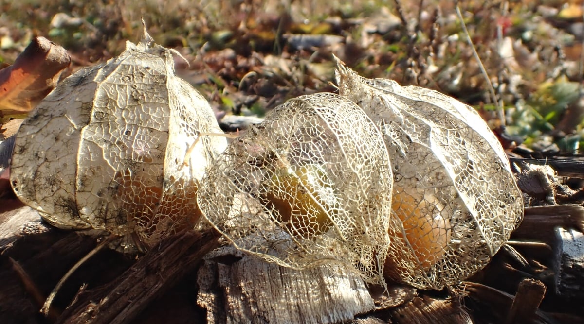 Close-up of overripe tomatillos on soil in a sunny garden. The fruits are round, small, juicy, yellowish in color, covered with a thin papery brown-white husk.