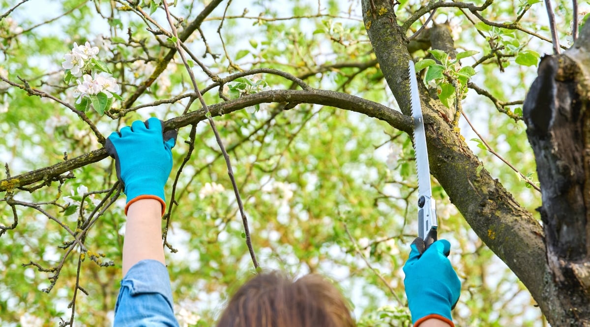 How to Prune Overgrown Fruit Trees in 7 Easy Steps