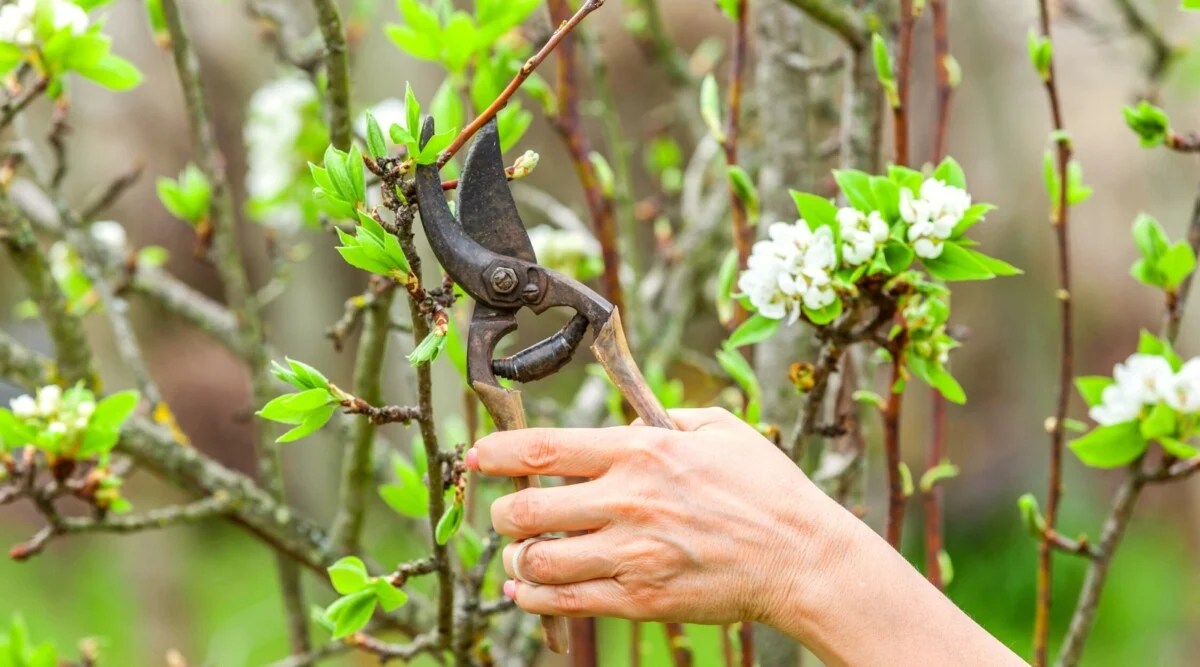 How to Prune Overgrown Fruit Trees in 7 Easy Steps