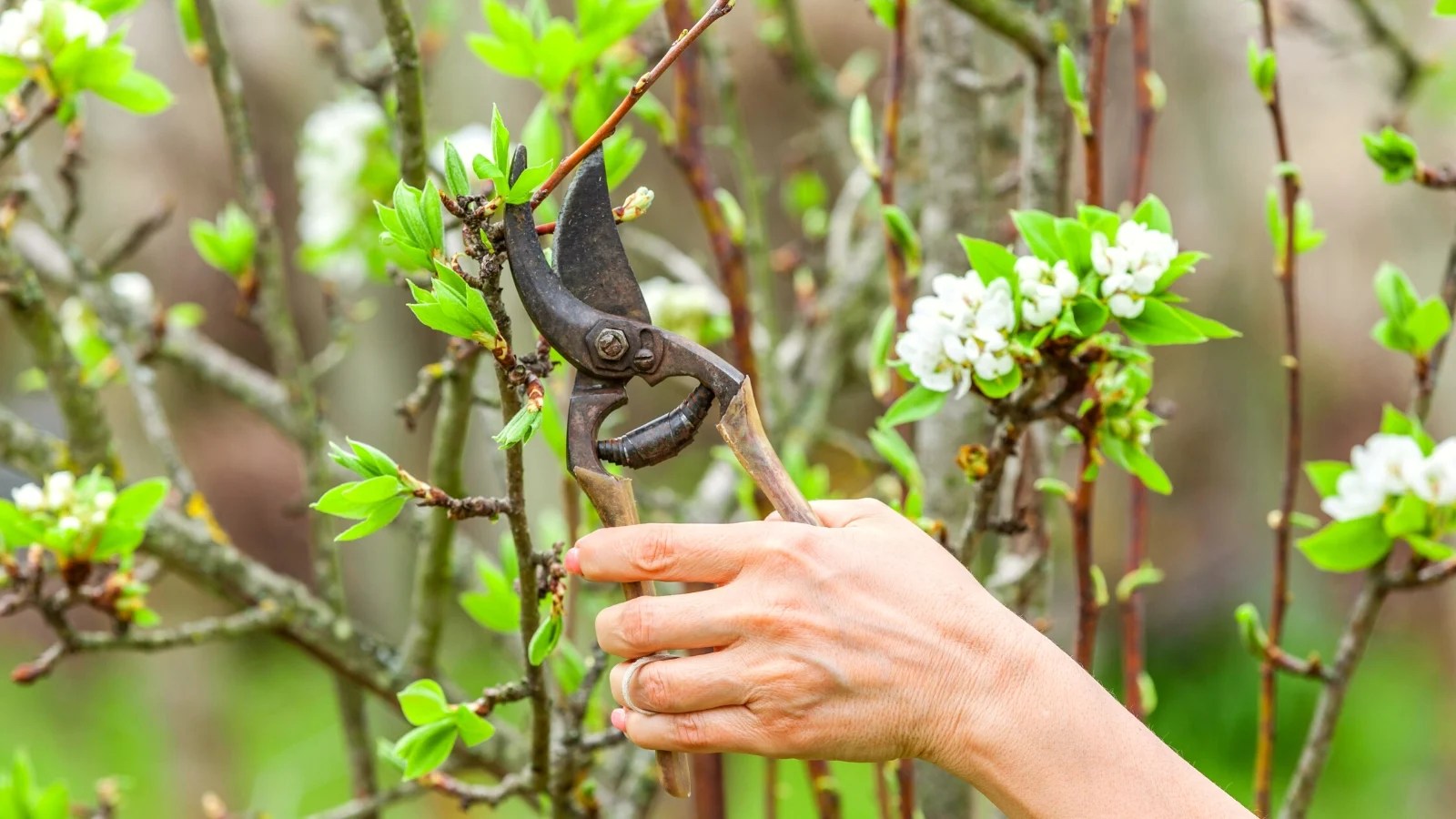 How to Prune Overgrown Fruit Trees in 7 Easy Steps