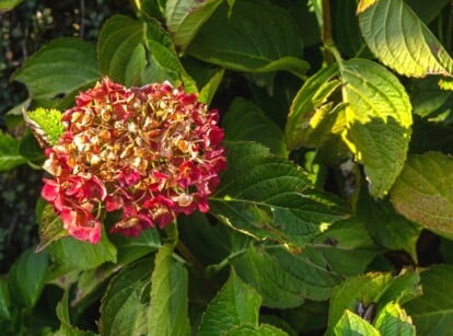how to revive a dying hydrangea