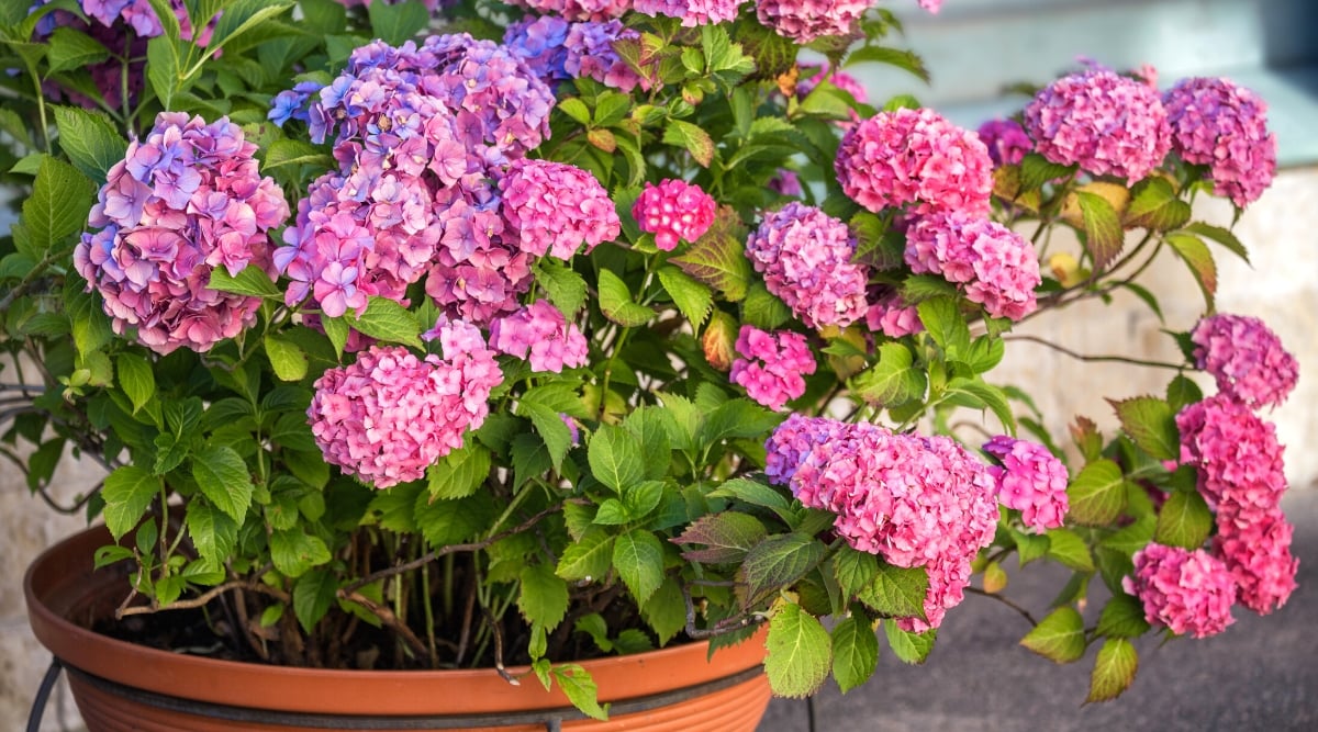 How to Revive a Dying Hydrangea Plant