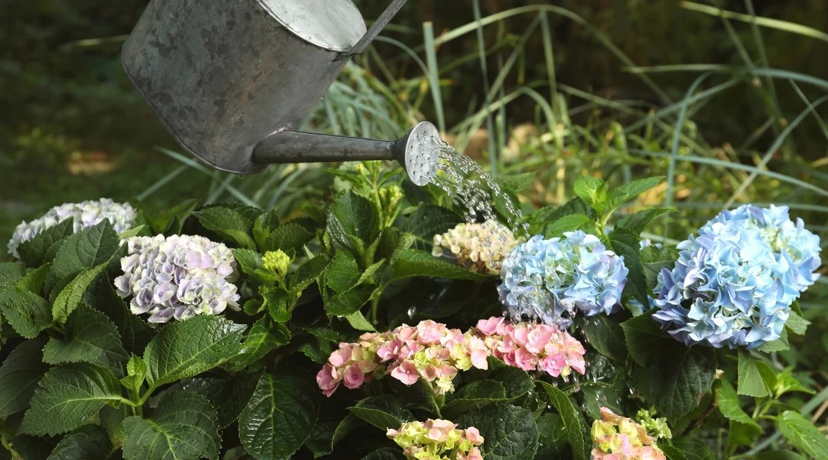 How to Revive a Dying Hydrangea Plant