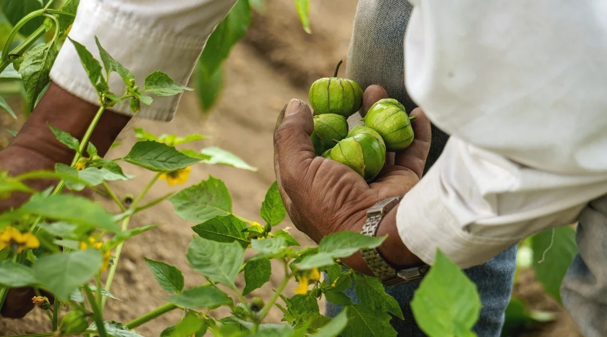 Close-up of a male farmer picking ripe tomatillos in the garden against a blurred background. The tomatillo plant is a short shrub with green oval leaves with serrated edges. The fruits are medium in size, bright green in color, covered with a papery green husk.