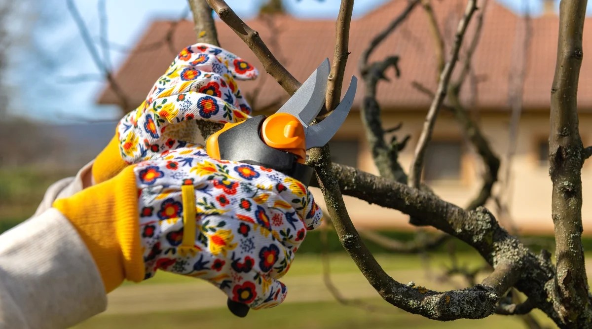 How to Prune Overgrown Fruit Trees in 7 Easy Steps