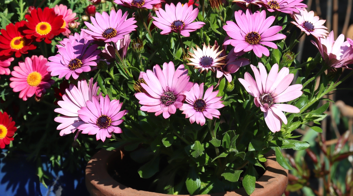 Close-up of a blooming African Daisy in a large clay pot in a sunny garden. The plant has large daisy-like flowers with rounded button centers surrounded by elongated oval soft purple petals. The leaves are small, lanceolate, glossy green.