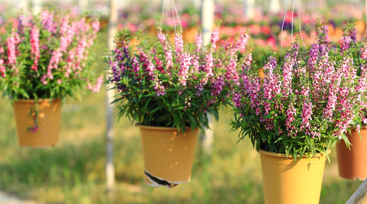 Close-up of three small yellow hanging flower pots in a garden with a blooming Angelonia plant against a blurred background. The plant has an upright growth. It has long thin stems with lanceolate leaves arranged oppositely along the stem. Angelonia leaves are glossy and dark green. The flowers are small and tubular, resembling a snapdragon, on spikes or racemes. They are bright pink.