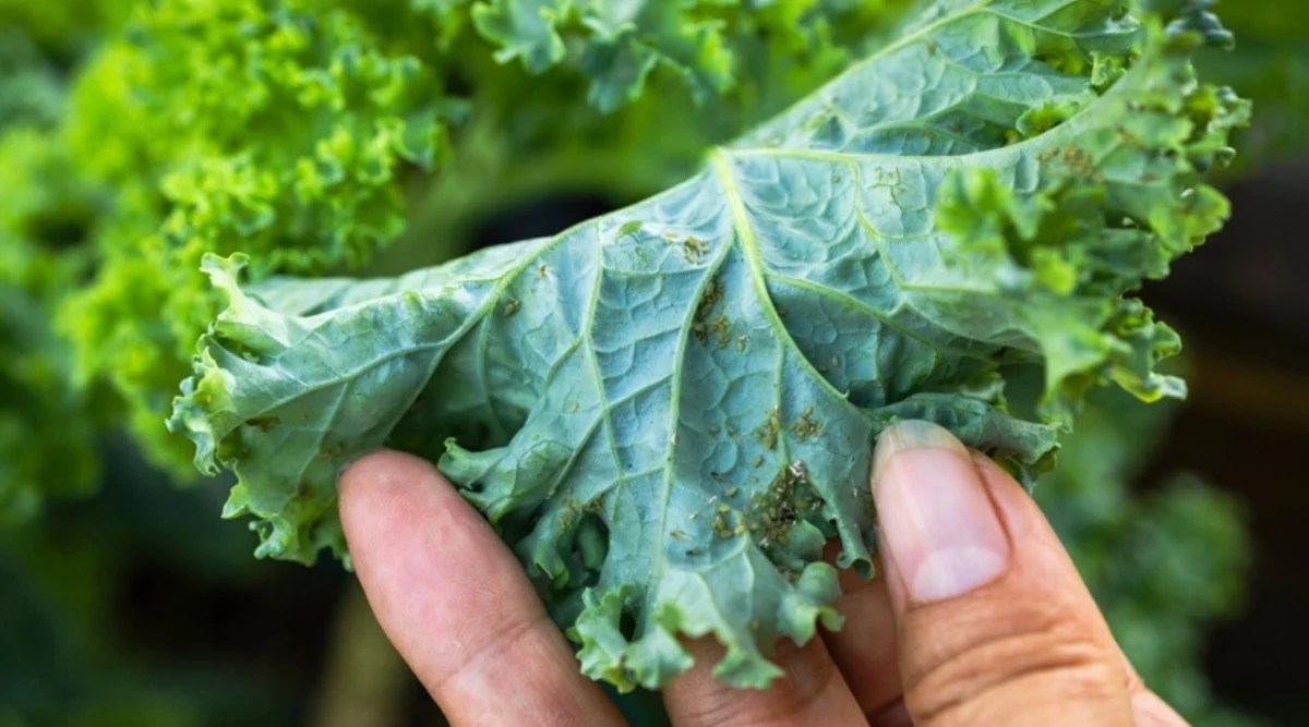 Close-up of an aphid swarm on a large kale leaf. A man’s hand demonstrates the reverse side of a leaf affected by aphids. The leaf is large, blue-green in color, oblong, oval, with strongly curly edges. Aphids are tiny soft-bodied green insects.