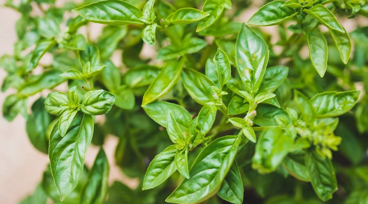 Close-up of a growing basil. Basil leaves are large and flat, bright green in color, ovoid in shape. The leaves are located opposite each other on the stem.