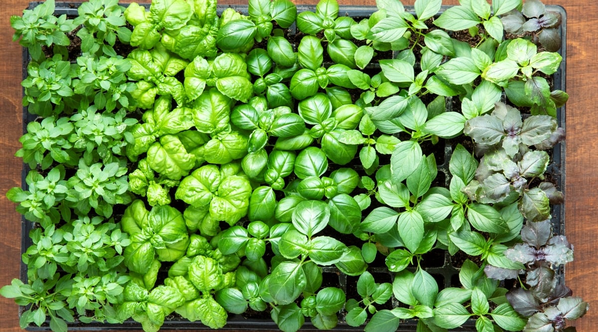 15 Tips For Growing Amazing Basil in Pots or Containers