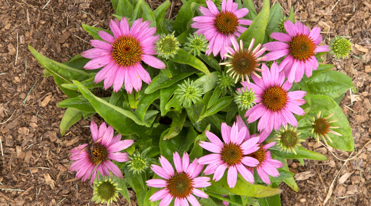 7 Tips For Perfectly Pruned Coneflower Blooms This Season