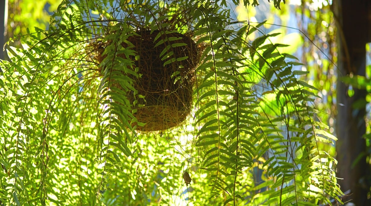 Close-up of a Boston Fern in a hanging pot on the porch. The Boston fern is distinguished by its large, curved branches that are made up of many small, leaf-like structures called feathers. These feathers are arranged along the leaves, creating a delicate and airy appearance. The leaves of the Boston fern are bright green. The leaves are pinnately compound, which means they are divided into smaller leaflets that give the leaves their characteristic shape.