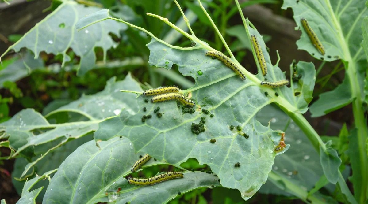 How to Stop Cabbage Worms From Making Holes in Your Greens