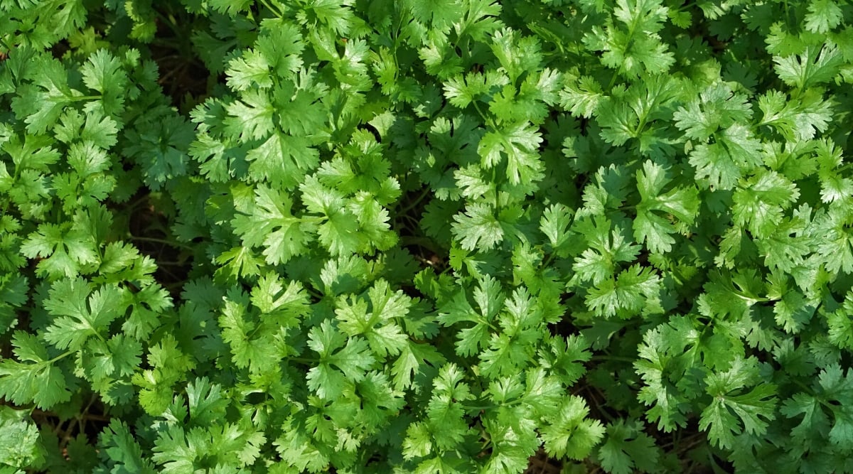 Close-up, top view of growing cilantro. Cilantro is an annual herbaceous plant with thin green stems and finely dissected bright green leaves.