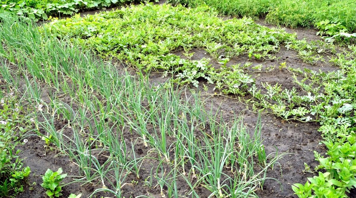 View of the vegetable garden. The vegetable garden has several rows of green onions, watermelons, zucchini, potatoes and mint.