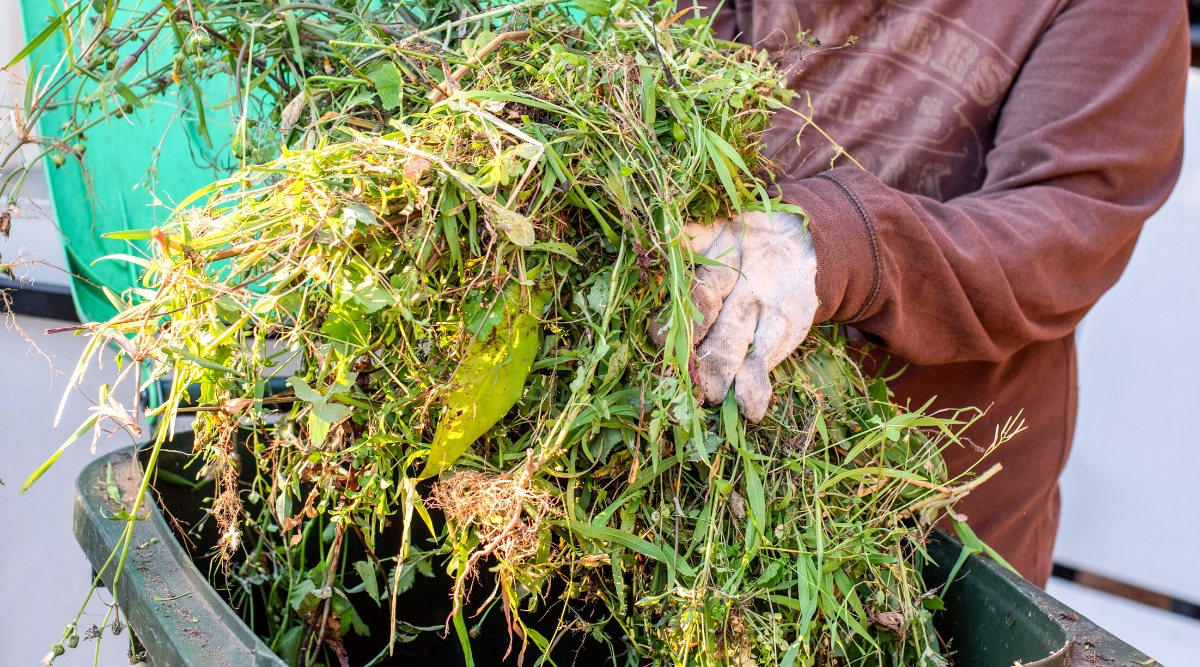 Close-up of a white-gloved gardener’s hands filling a composter bin with leafy debris from the garden. The composter bin is large, tall, plastic, and dark green in color with a bright green lid. The gardener is dressed in a large burgundy hoodie.