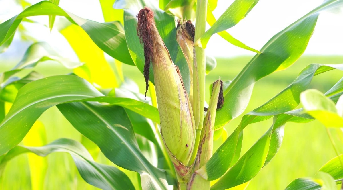 Close-up of a ripe corn kernel in a sunny garden. Corn has a tall, upright stem covered with long, narrow bright green leaves that grow alternately on the stem and form a sheath around the stem. Kernels grow on a central stalk and are covered with husks.