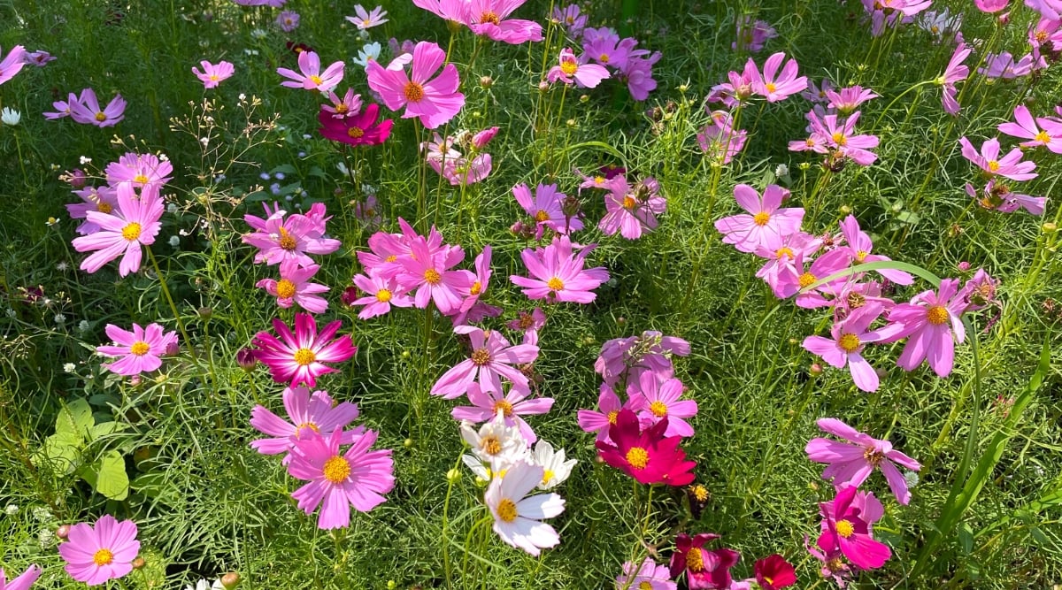 Close-up of flowering Cosmos plants in a sunny garden. The flowers of the Kosmos plant are similar in appearance to daisies, with a prominent disk in the center of bright yellow and petals of various colors, including pink, white and red-pink. The leaves are pinnate and finely divided, lending an airiness and tenderness to the overall appearance of the plant.