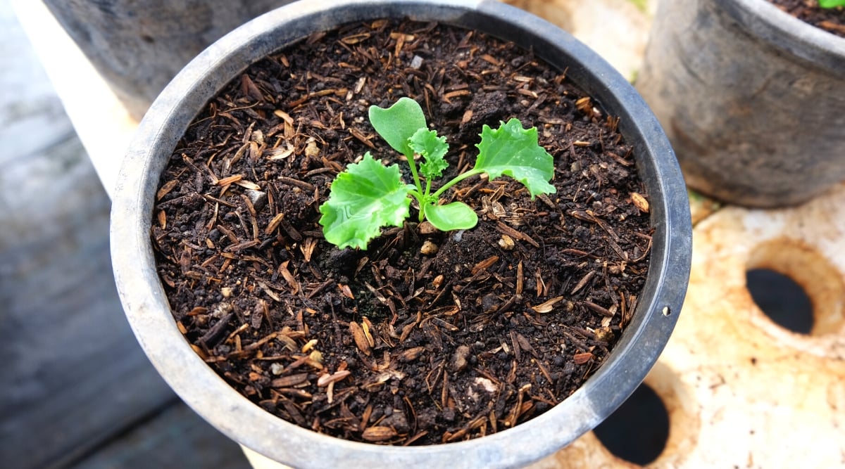 Top view, close-up of a freshly planted Kale seedling in a large black plastic pot with nutrient-rich soil. The seedling is small, has a small rosette of five leaves, two of which are cotyledons - smooth, slightly heart-shaped, and three leaves are true, oval, green with wavy-curly edges.
