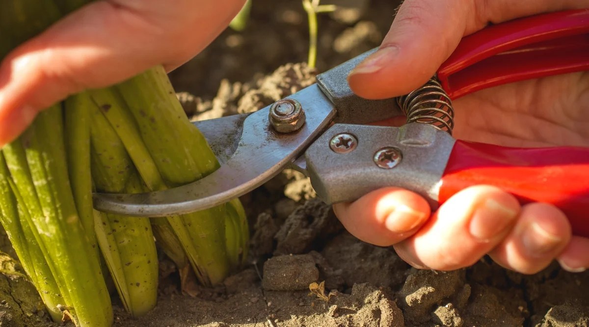 7 Tips For Perfectly Pruned Coneflower Blooms This Season