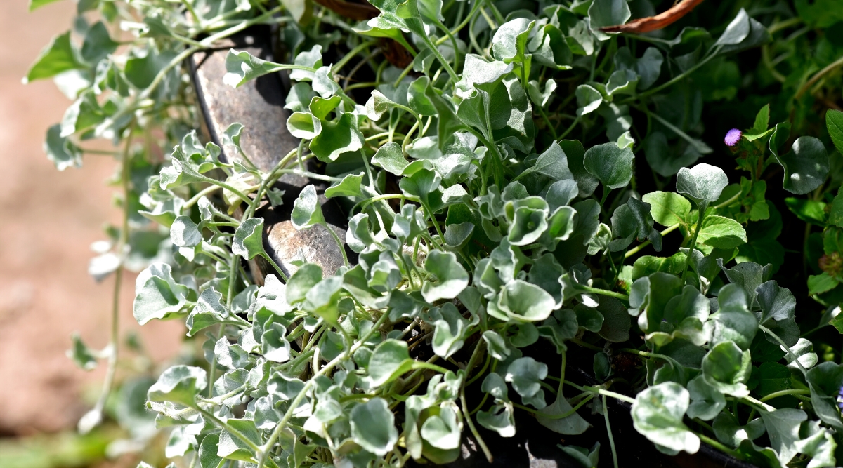 Close-up of a Dichondra plant in a large decorative flowerpot in a sunny garden. It is a low-growing plant that forms long curly stems covered with small, round, silver-green leaves with a velvety texture.