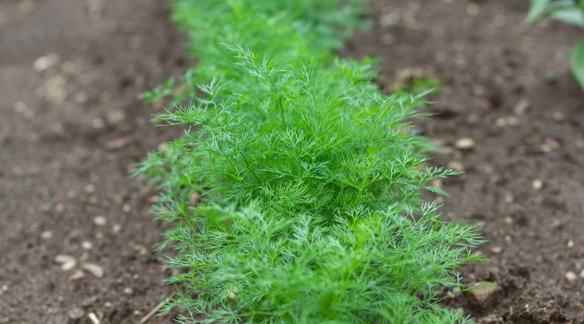 Close-up of dill growing in a row in the garden. Dill (Anethumgraveolens) is an annual herbaceous plant with feathery green leaves that are thin and lacy in appearance. The leaves are arranged alternately on the stem and finely divided into filiform segments.