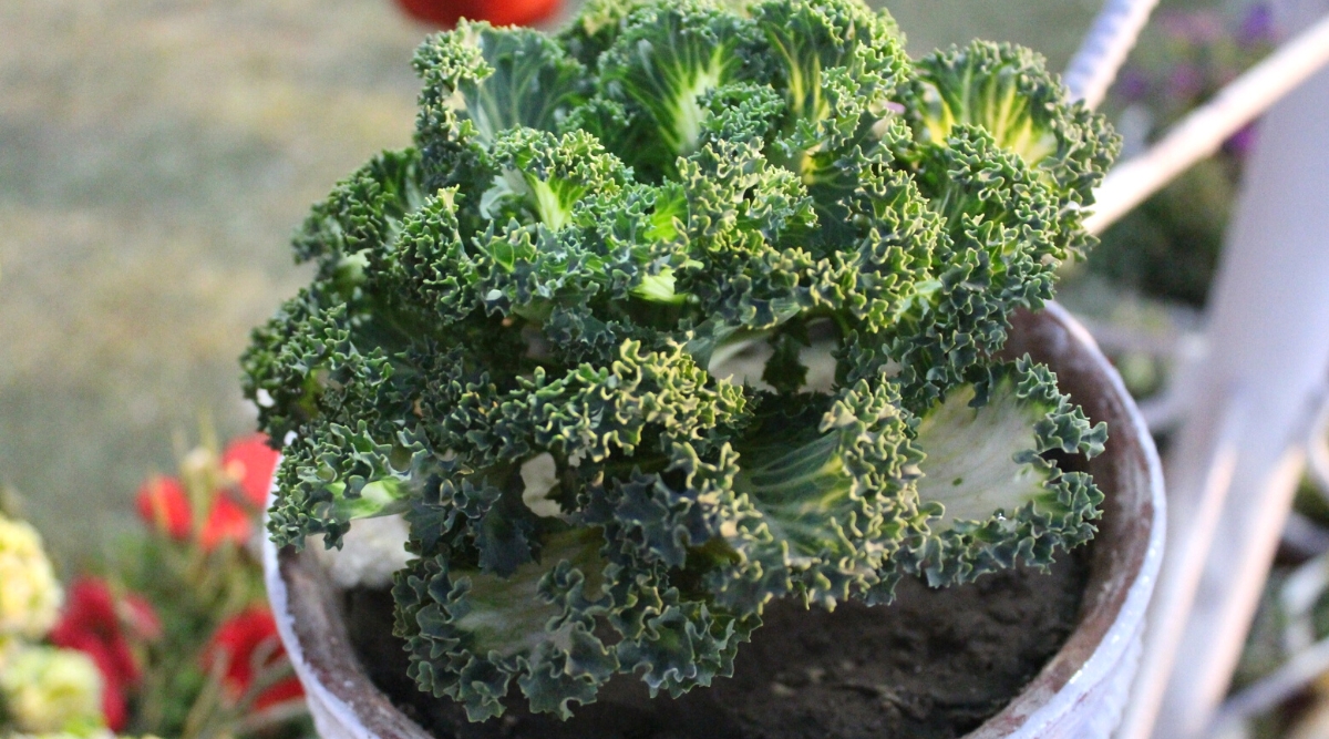 Close-up of a growing Kale Dwarf Blue Curled in a white plastic pot outdoors. The plant forms a dense rosette of oval dark green-blue leaves with strongly curly edges.