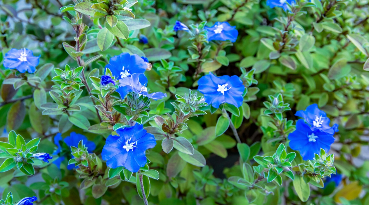 Close-up of a Dwarf Morning Glory flowering plant. The plant has a dense and undersized shape. It has small lanceolate leaves, green in color, which are arranged alternately along the stems and create dense foliage. Dwarf Morning Glory produces delicate and attractive flowers that are the highlight of the plant. The flowers are bright blue and tubular with a contrasting white centre.