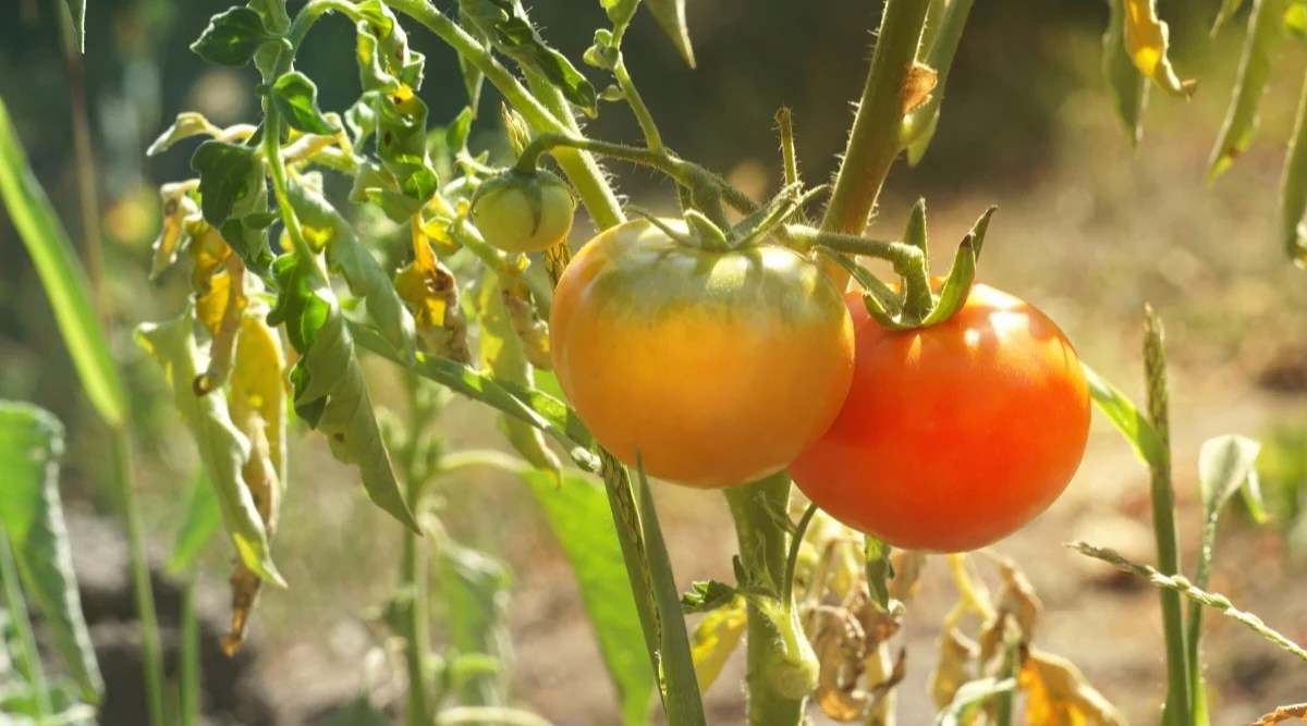 Krupnyy plan dozrevayushchikh tomatov na kuste s sukhimi i skruchennymi list’yami v solnechnom sadu. Plody srednego razmera, okrugloy formy, s gladkoy blestyashchey kozhitsey zheltovatogo i oranzhevogo tsveta. List’ya pomidora: List’ya pomidorov obychno imeyut tsvet ot srednego do temno-zelenogo i imeyut gladkuyu, slegka opushennuyu teksturu. Oni raspolagayutsya poperemenno vdol' steblya i sostoyat iz neskol’kikh listochkov. Listochki oval’nyye ili lantsetovidnyye s zubchatymi krayami. List’ya pri rastiranii izdayut otchetlivyy aromat, kotoryy chasto opisyvayut kak sladkiy i zemlistyy. Pomidory Plody: Plody pomidorov byvayut raznykh form, razmerov i tsvetov, v zavisimosti ot sorta. Oni mogut byt' kruglymi, oval’nymi ili udlinennymi i var’irovat’sya ot malen’kikh pomidorov cherri do bol’shikh pomidorov bifshteksa. Kozhura ploda mozhet byt' gladkoy ili slegka teksturirovannoy. Pomidory byvayut raznykh tsvetov, vklyuchaya krasnyye, zheltyye, oranzhevyye, rozovyye, zelenyye i dazhe polosatyye ili raznotsvetnyye sorta. Sozrevshiye plody tverdyye, no slegka myagkiye na oshchup' i imeyut sladkiy i ostryy vkus.
Ещё
1 047 / 5 000
Результаты перевода
Перевод
Close-up of ripening tomatoes on a bush with dry and twisted leaves in a sunny garden. The fruits are medium in size, round in shape, with a smooth, shiny skin of yellowish and orange color.