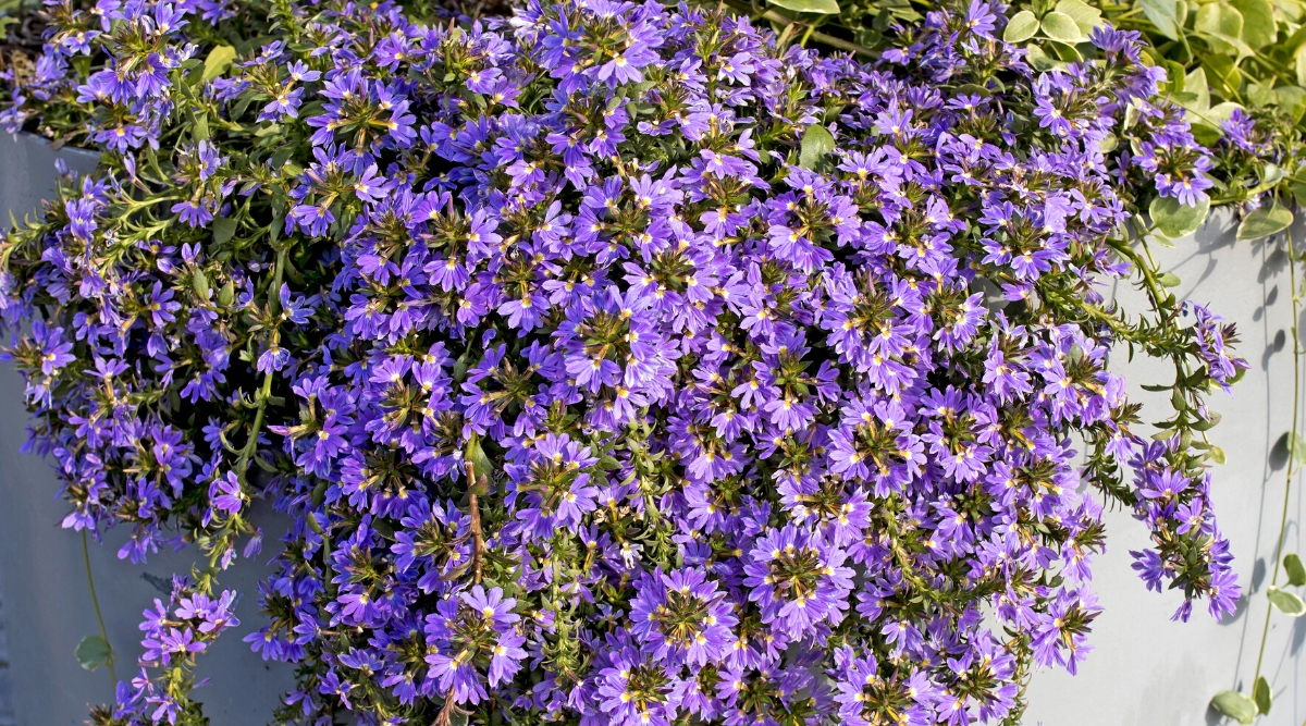 Close-up of a flowering Fan Flower plant in a large decorative pot outdoors. This is a hanging, spreading plant with thick, juicy leaves of an elongated shape, dark green in color. The flowers are five-petalled and fan-shaped, hence the common name of the plant. They are bright purple. The flowers are held on one side of the stem, creating a cascading effect.