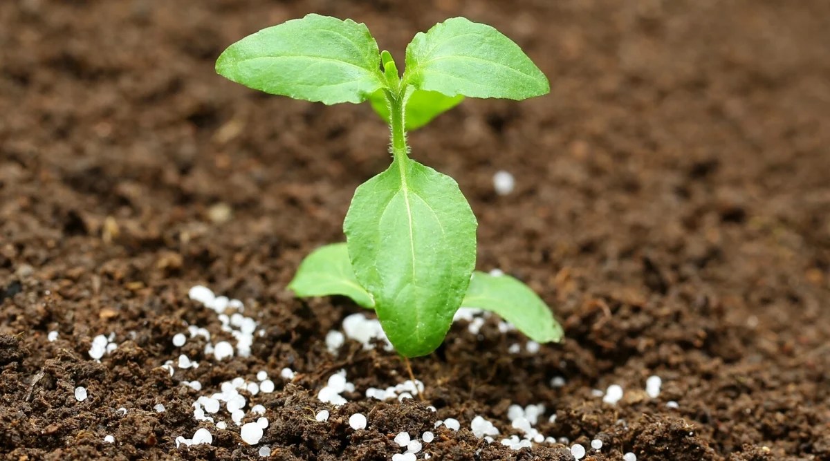 15 Tips For Growing Amazing Basil in Pots or Containers