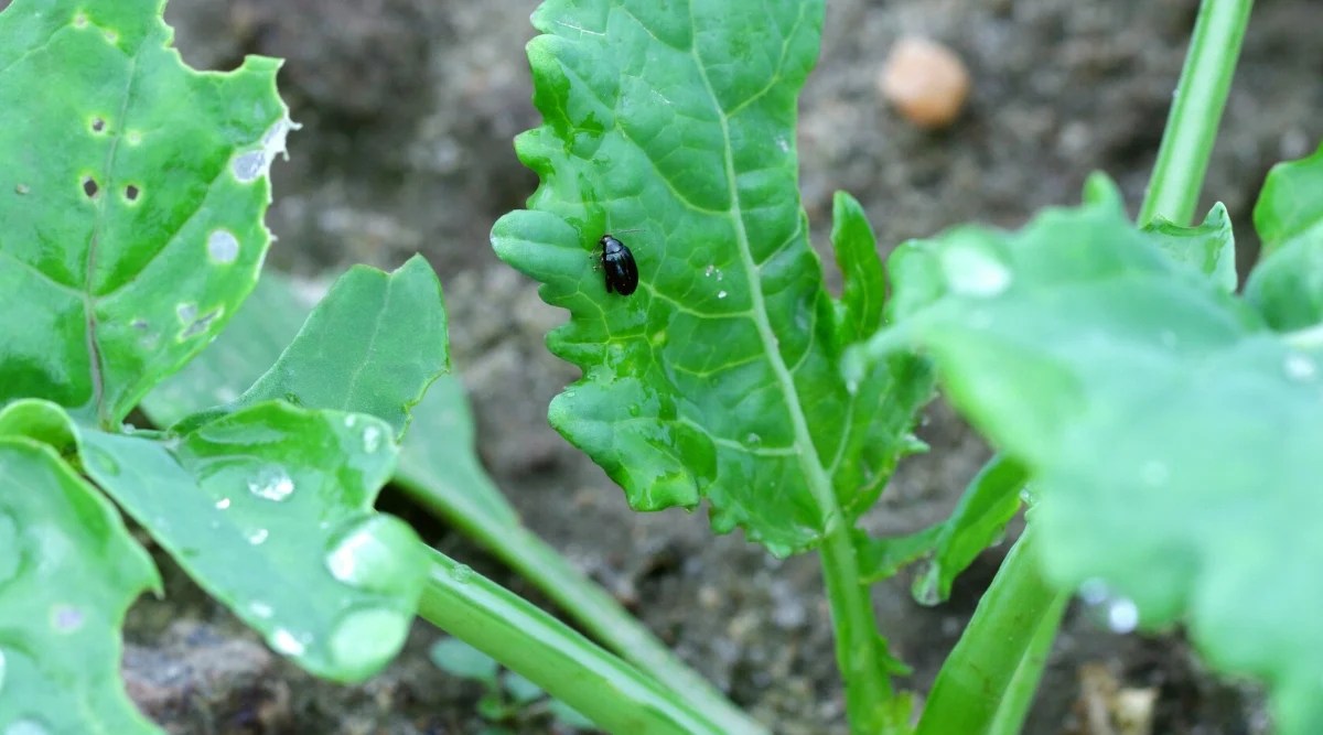 Close-up of a flea beetle on a young kale plant in a garden. The Flea Beetle is a tiny insect with an oval, shiny black body and a pair of thin antennae. Kale leaves are large, oblong, green with wavy edges.