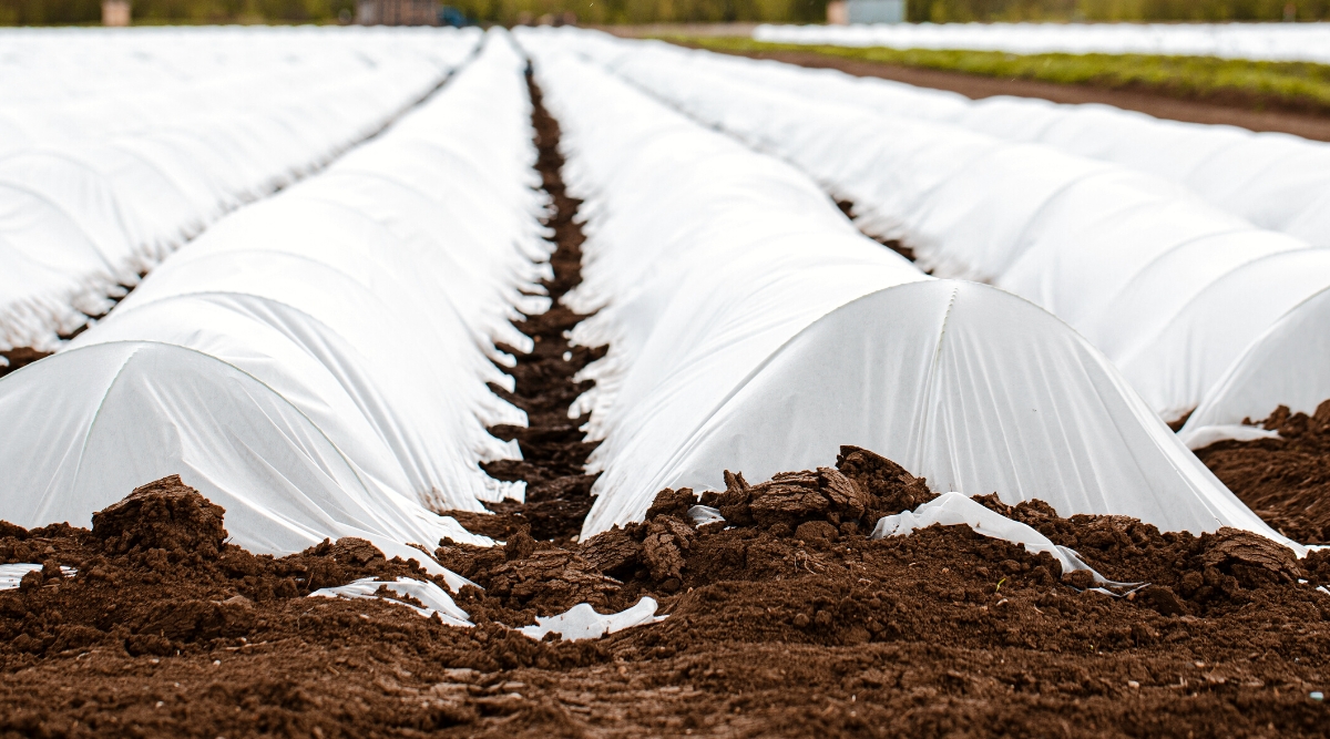 Close-up of garden beds covered with Floating Row Covers. Floating Row Cover is a lightweight white fabric used to cover plants in the garden to prevent insects.