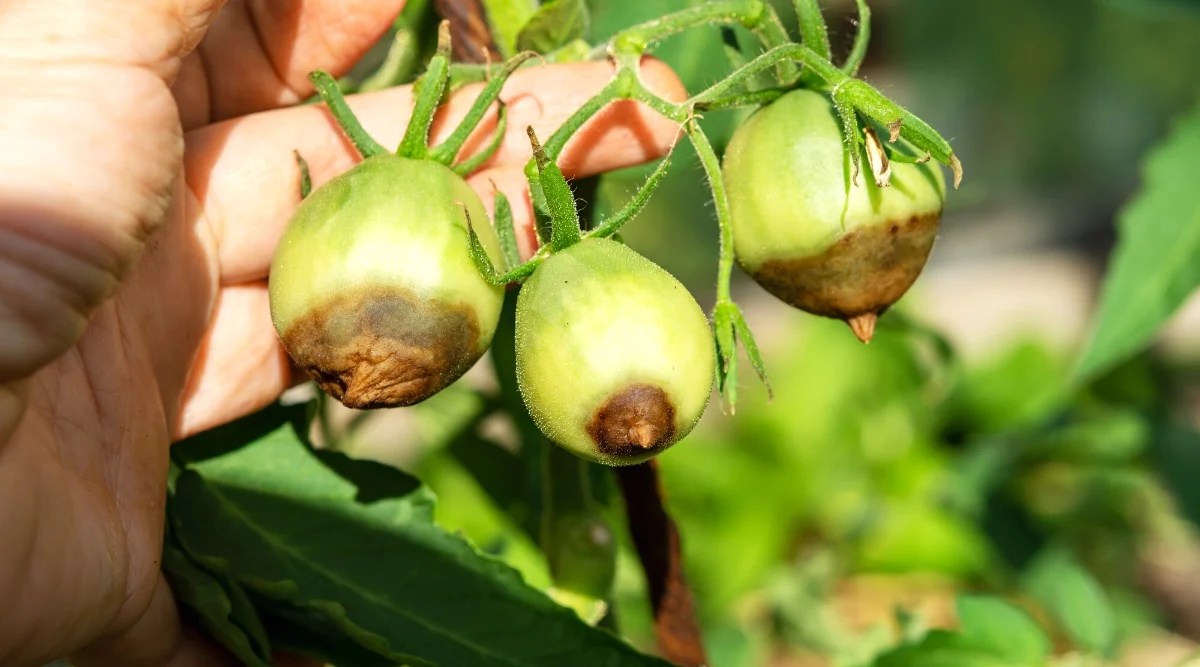 Close-up of a man’s hand showing off three unripe tomatoes with rotten bottoms, in a garden. The fruits are small, oval in shape, with a smooth, shiny skin of a light green color.