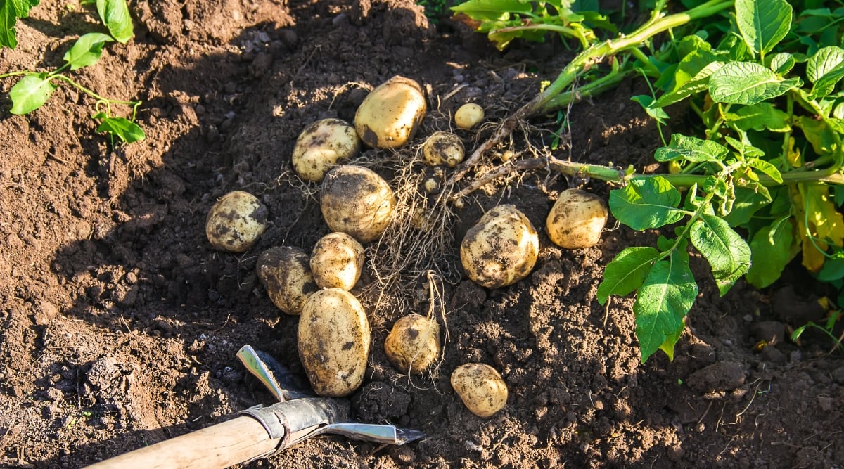 Potato Growth Stages How Fast Do Potato Plants Grow?