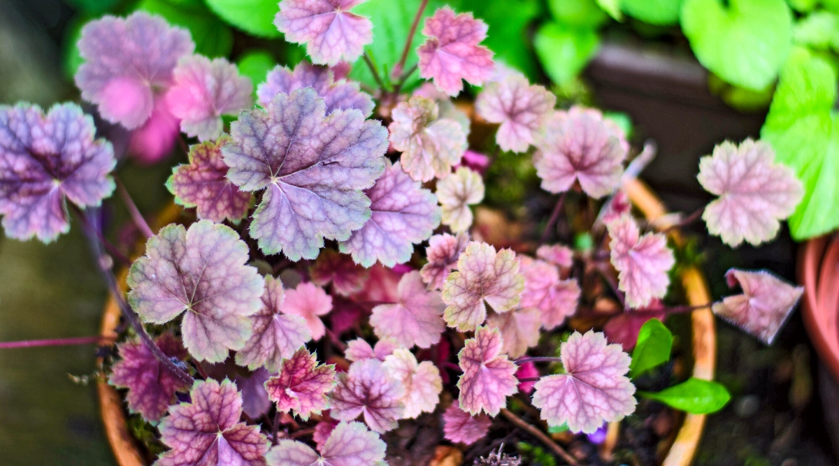 Close-up of a young Heuchera plant in a large clay pot outdoors. The plant has medium, lobed, rounded leaves with a distinct vein pattern. The foliage comes in a variety of shades of green, purple, bronze and silver.
