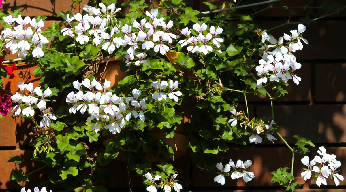 Close-up of a flowering Ivy Geranium plant in a hanging pot, on a brick wall of a house, in a sunny garden. This creeping plant has deeply lobed and glossy green ivy-like leaves. The foliage forms a dense and lush canopy hanging from a hanging container. Ivy Geranium produces clusters of bright white flowers. The flowers have a five-petal shape and a delicate appearance.