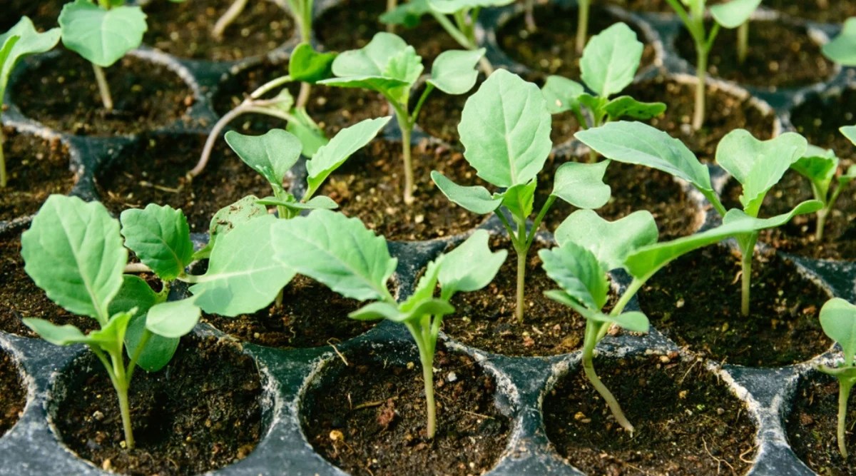 10 Tips For Growing Kale in Pots or Containers
