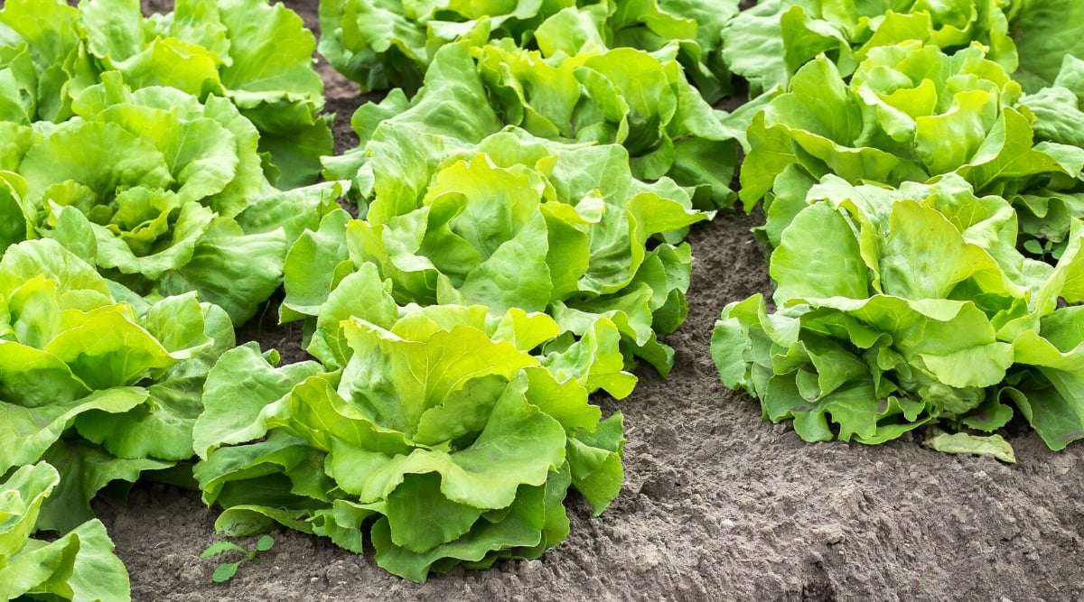 Close-up of growing rows of lettuce in the garden. This annual plant produces large, broad, smooth leaves that are bright green in color and with a waxy, delicate texture, arranged in a rosette at the base.