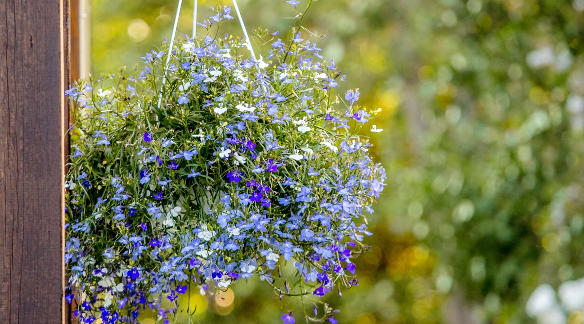 Close-up of a blooming Lobelia in a white hanging pot against a blurred garden background. Lobelia leaves are small and bright green in color, spear-shaped. Lobelia produces a variety of charming flowers in shades of blue, purple, and white. The flowers are small and tubular, forming clusters.