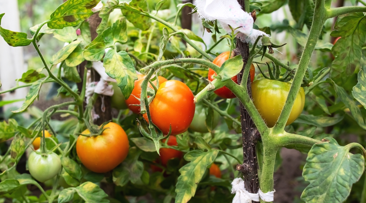 Close-up of tomato bushes with ripening fruits in the garden. The bushes have large oval dark green leaves with yellow spots due to a lack of potassium, with slightly lobed edges. The fruits are large, rounded with different levels of ripeness. The fruits are orange-red, yellowish-green and green.