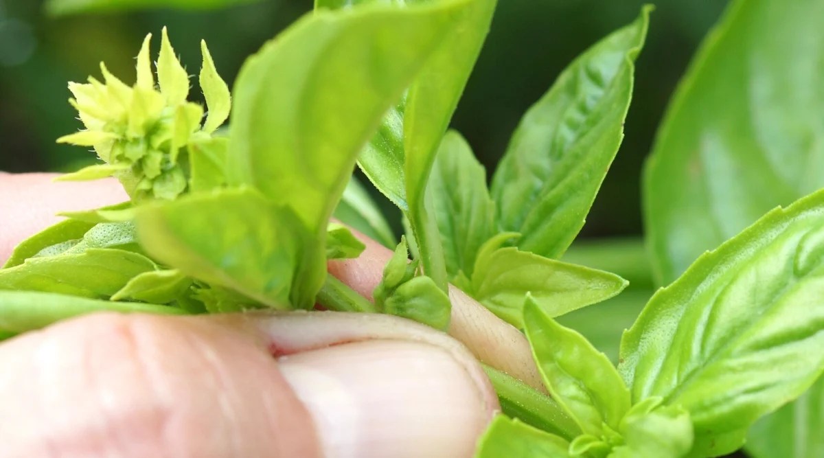 15 Tips For Growing Amazing Basil in Pots or Containers