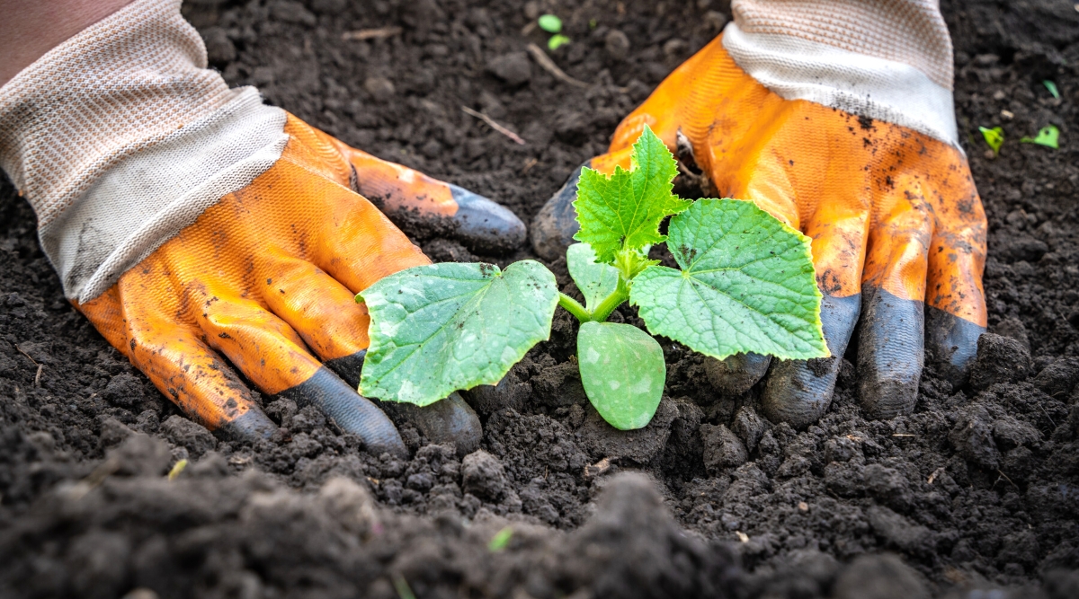 Close-up of a gardener’s hands in large orange gardening gloves planting a young cucumber seedling. The seedling has medium lobed leaves, palmate in shape with a rough texture, dark green in color.