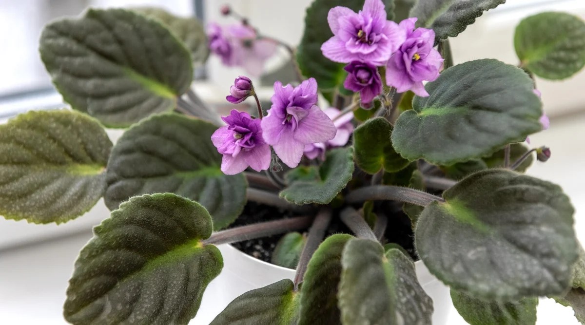 Close-up of a flowering African violet plant in a white pot on a window sill infested with powdery mildew. The plant has beautiful lush oval leaves of dark green color, with a velvety texture, covered with a gray-white powdery coating. The flowers are tiny, double, purple.