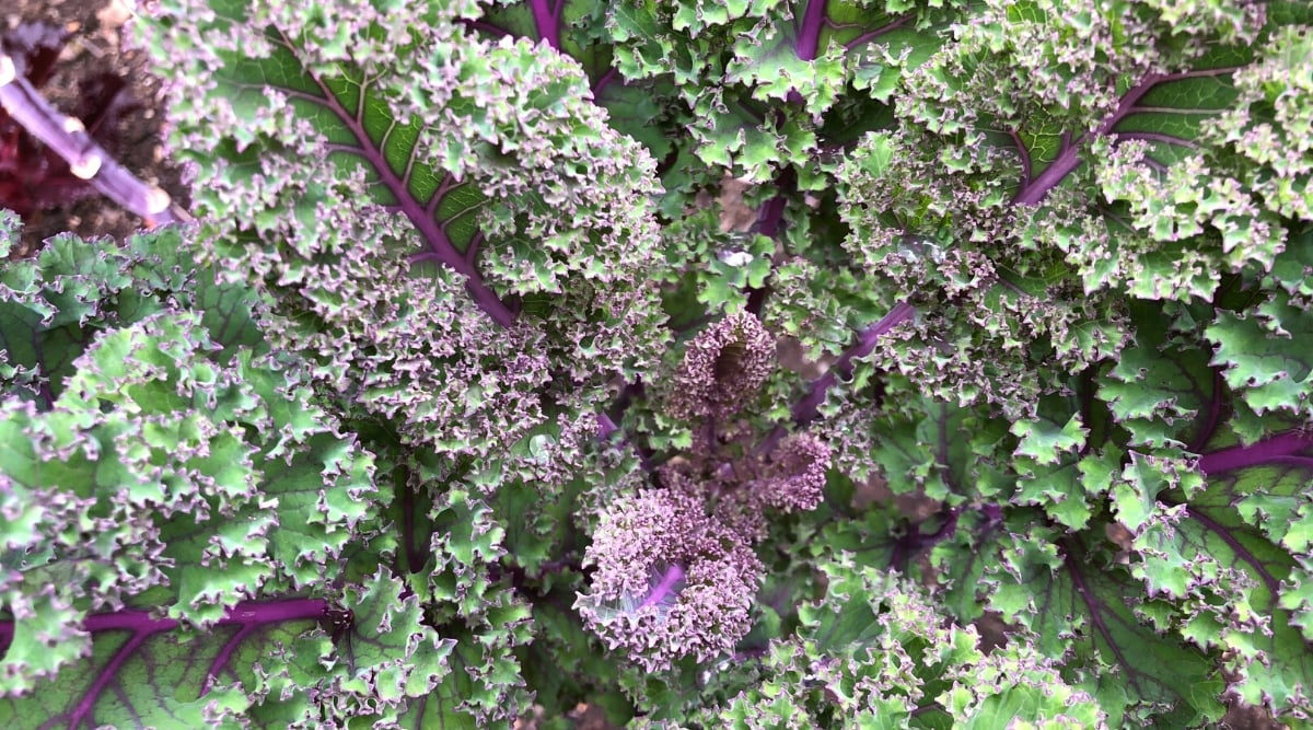 Close-up of a growing Kale Red Russian in the garden. Kale has a compact and upright growth, the leaves are large, flat, dark green in color with beautiful red veins and curly edges.